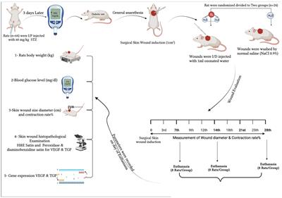 Ozonated saline intradermal injection: promising therapy for accelerated cutaneous wound healing in diabetic rats